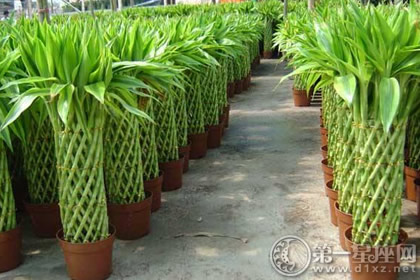 裝修好的房子里面放點什么可以凈化？